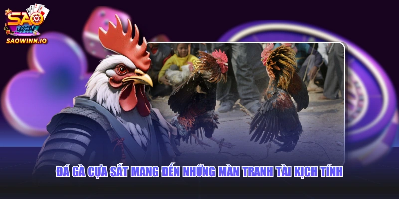 Đá gà cựa sắt mang đến những màn tranh tài kịch tính