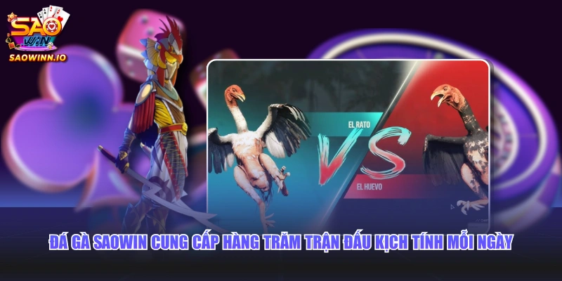 Đá gà SAOWIN cung cấp hàng trăm trận đấu kịch tính mỗi ngày
