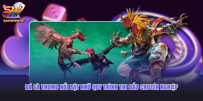 Đá gà Thomo nổi bật nhờ quy trình thi đấu chuyên nghiệp