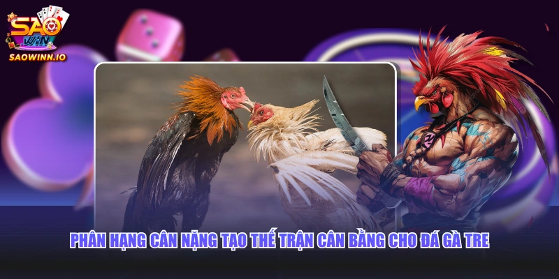 Phân hạng cân nặng tạo thế trận cân bằng cho đá gà tre