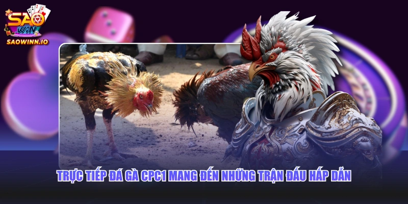 Trực tiếp đá gà CPC1 mang đến những trận đấu hấp dẫn